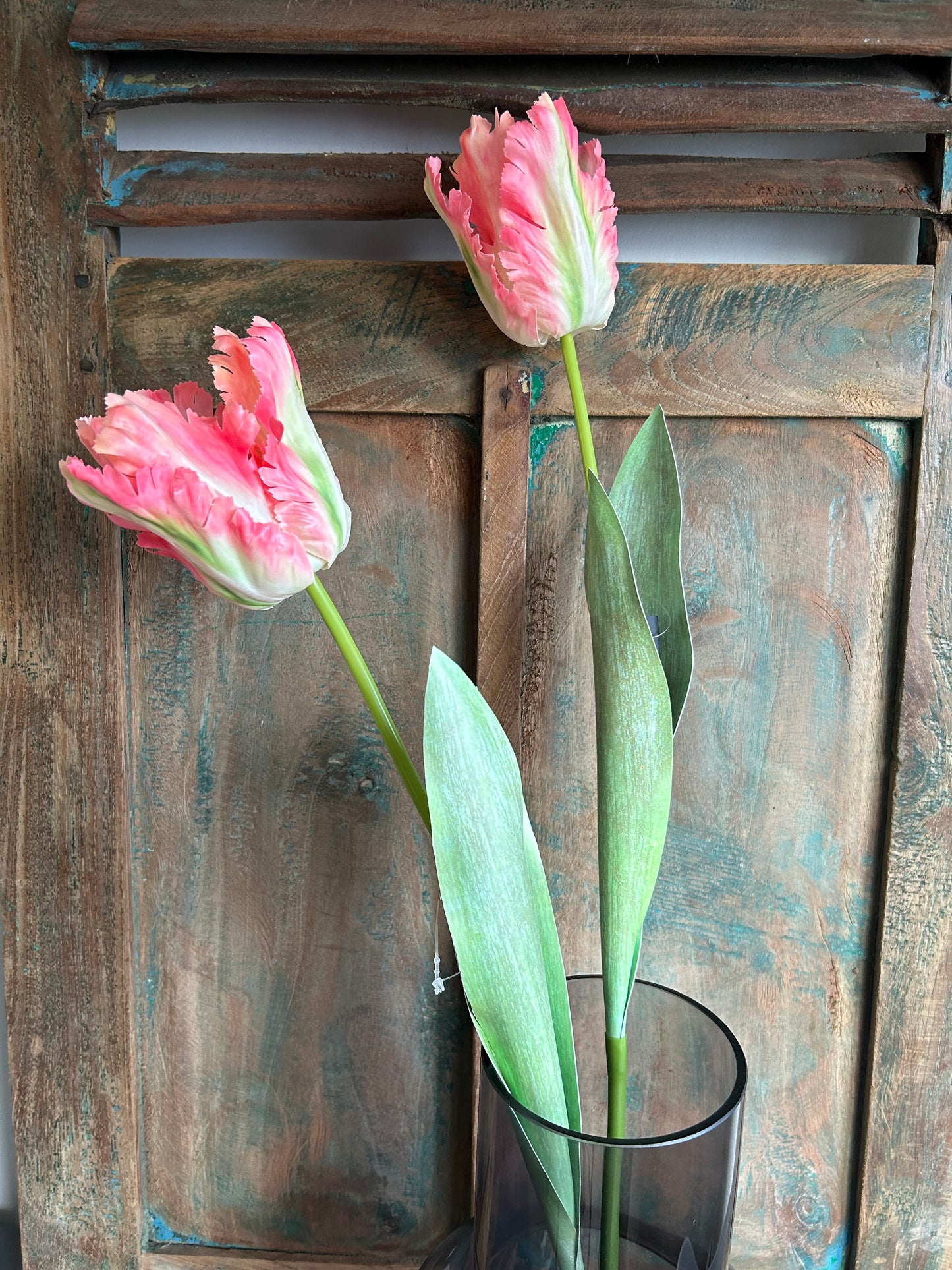 Franse tulp zalm