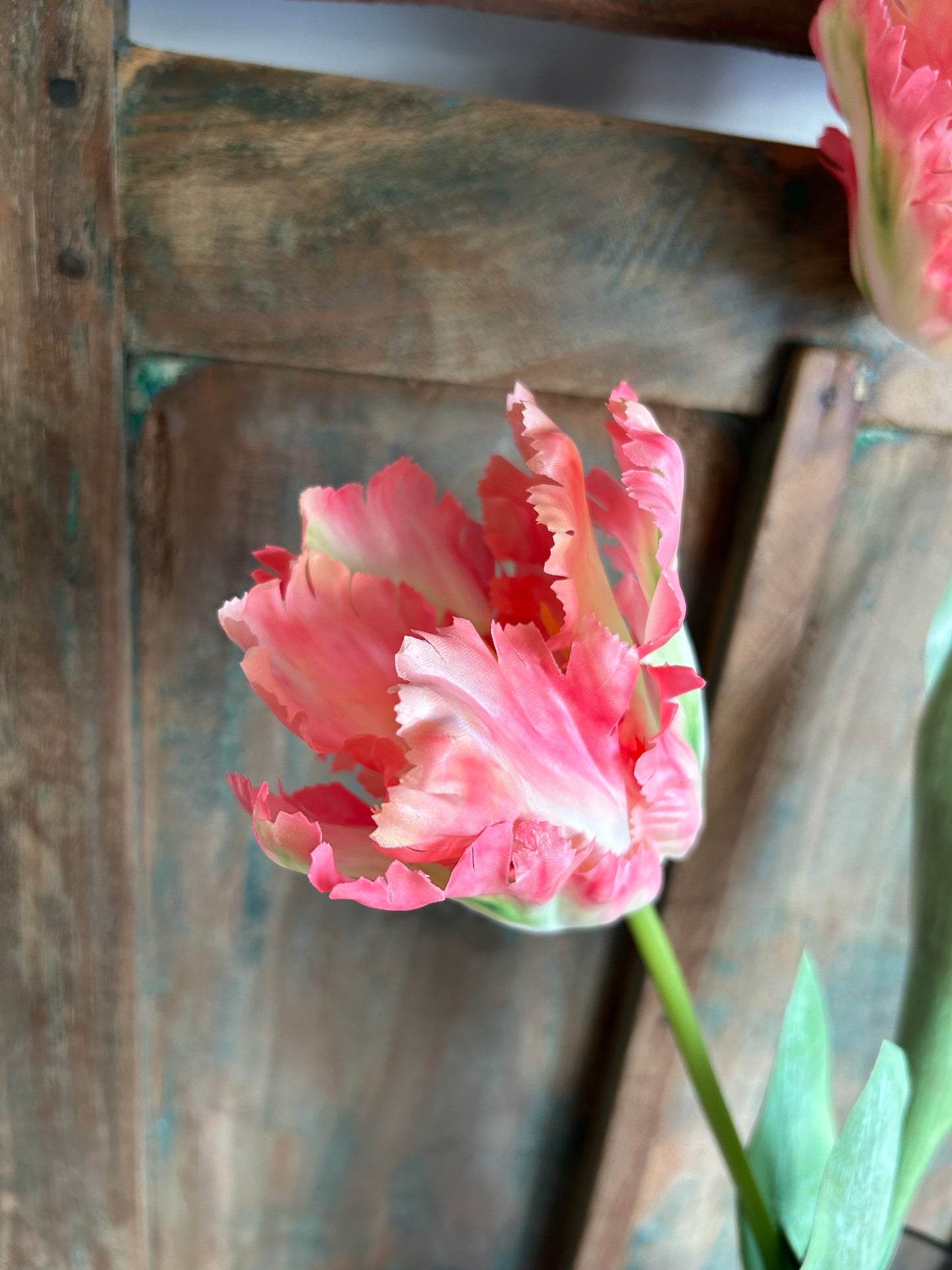 Franse tulp zalm