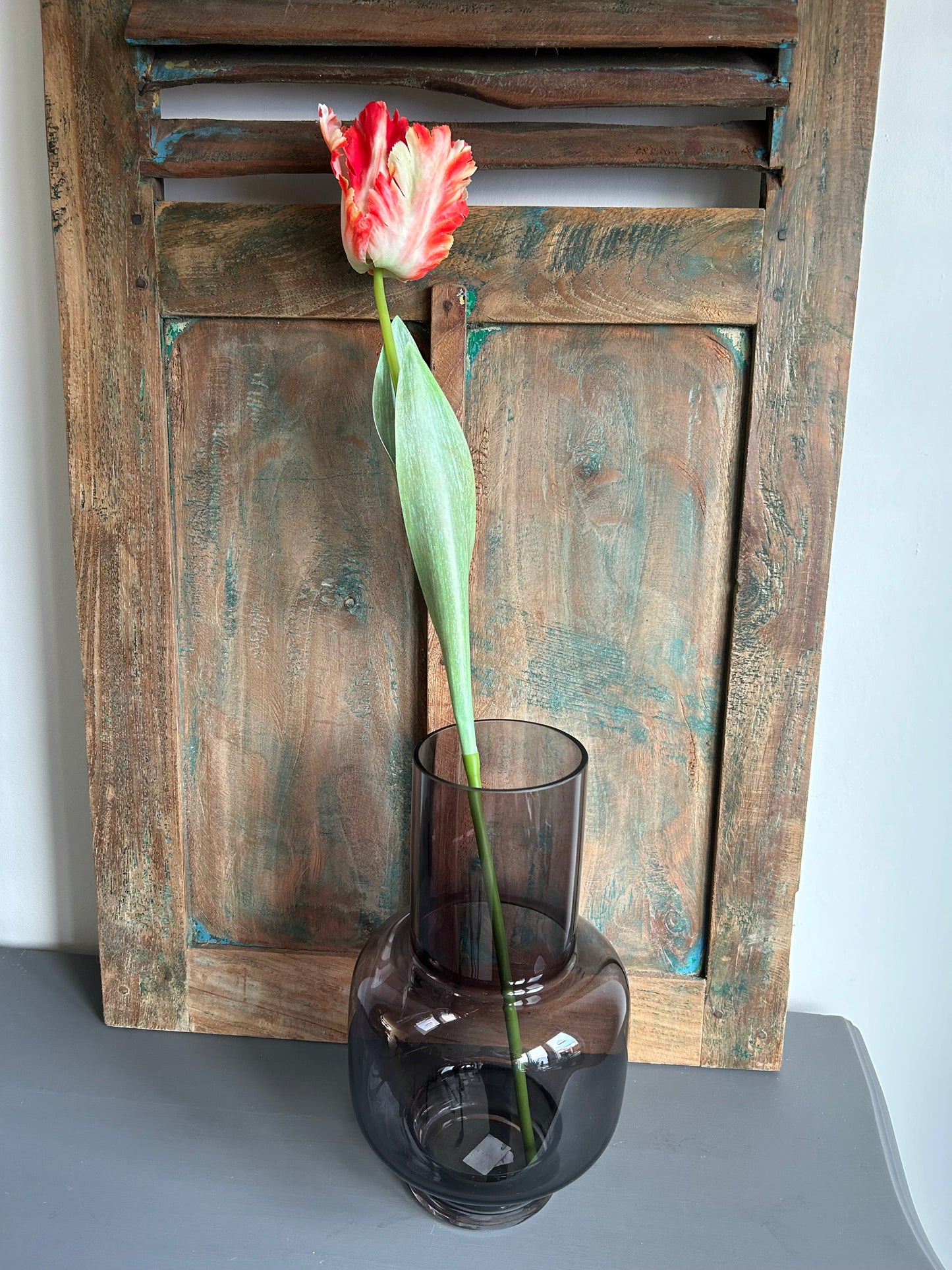 Franse tulp rood/wit
