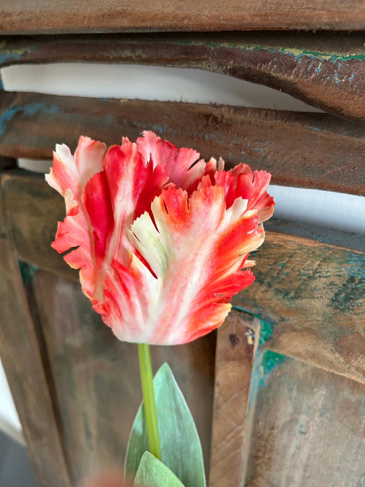 Franse tulp rood/wit